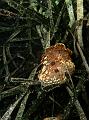 Anémone Alicia Mirabilis
